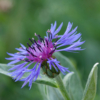 Cyanus montanus