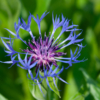 Cyanus montanus – Image 3