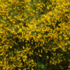 Cytisus scoparius – Image 2