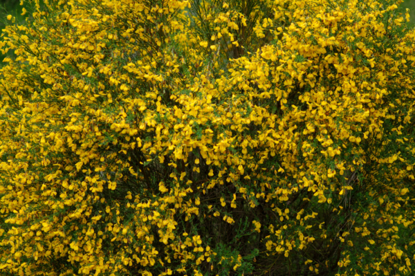 Cytisus scoparius – Image 2