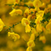Cytisus scoparius