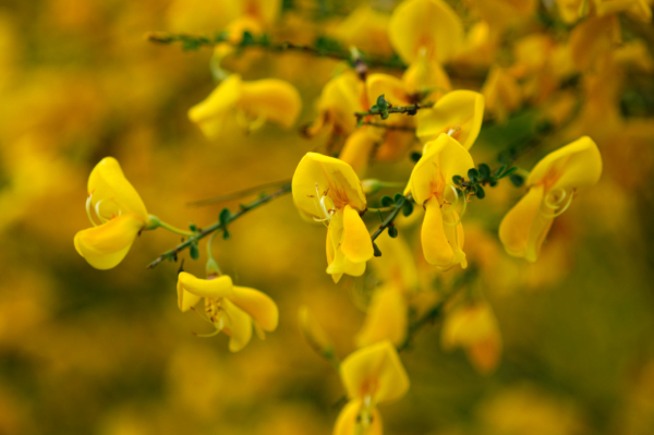 Cytisus scoparius