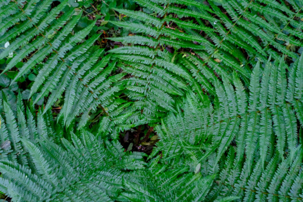 Dryopteris affinis subsp borreri – Image 7