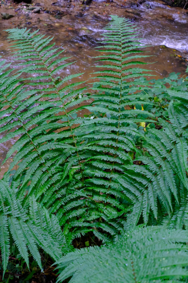 Dryopteris affinis subsp borreri – Image 6