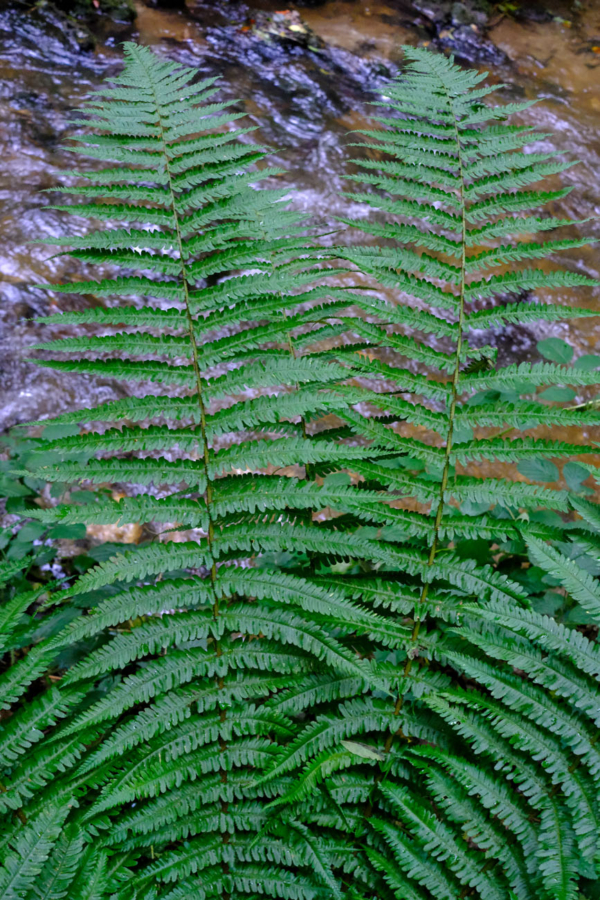 Dryopteris affinis subsp borreri – Image 5