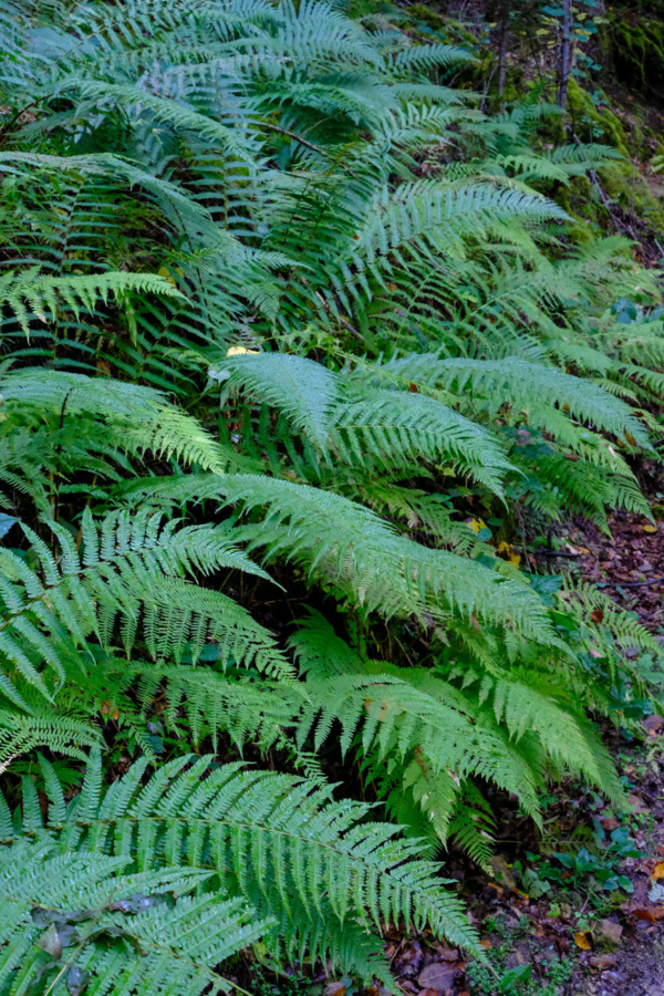 Dryopteris affinis subsp borreri – Image 4