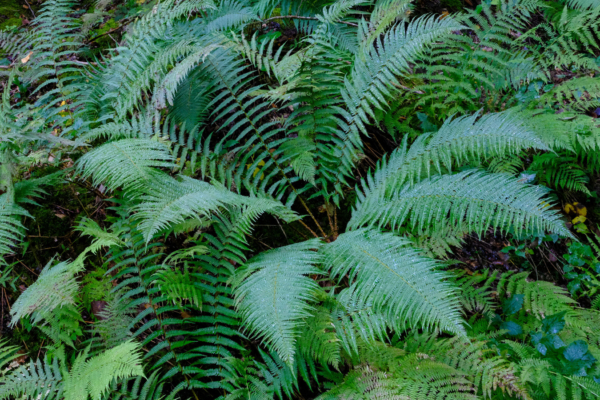 Dryopteris affinis subsp borreri – Image 3