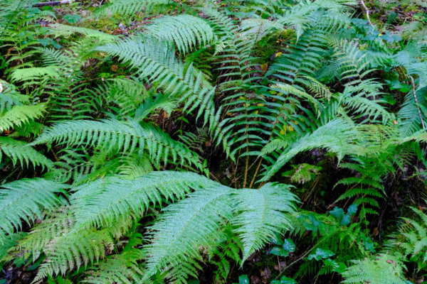 Dryopteris affinis subsp borreri