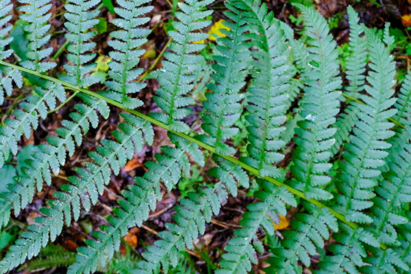 Dryopteris affinis subsp borreri – Image 2