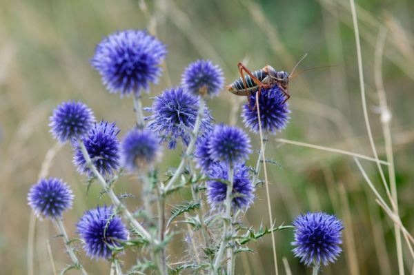 Echinops ritro – Image 5