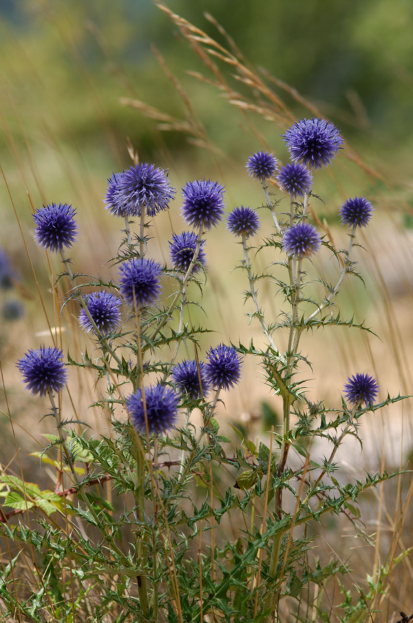 Echinops ritro – Image 6