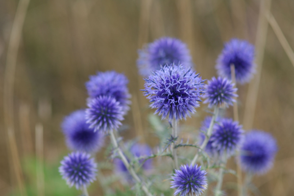 Echinops ritro