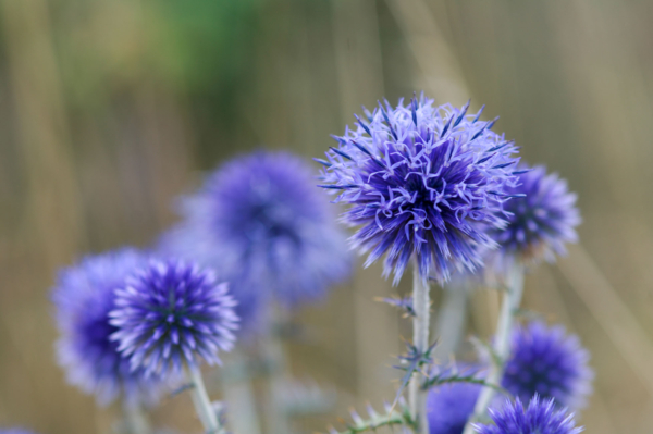 Echinops ritro – Image 2