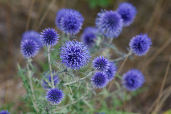 Echinops ritro – Image 4