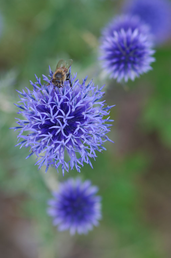 Echinops ritro – Image 3