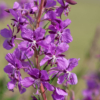 Epilobium angustifolium – Image 4