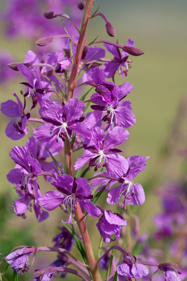 Epilobium angustifolium – Image 4