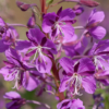 Epilobium angustifolium