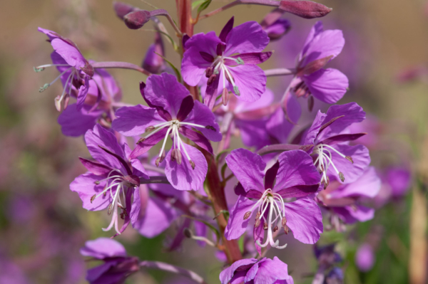 Epilobium angustifolium