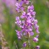 Epilobium angustifolium – Image 3