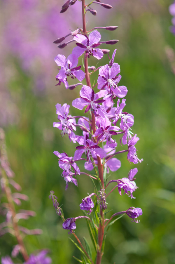 Epilobium angustifolium – Image 3