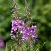 Epilobium angustifolium – Image 2