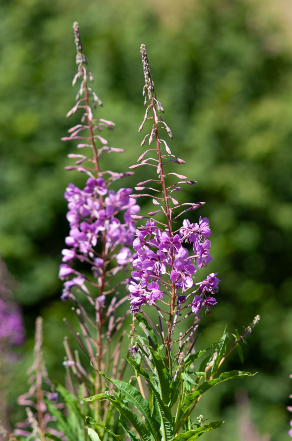 Epilobium angustifolium – Image 2