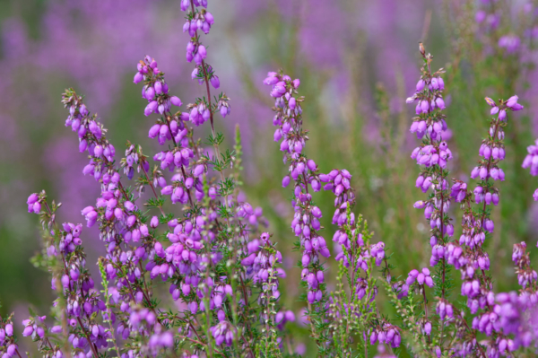 Erica cinerea – Image 3