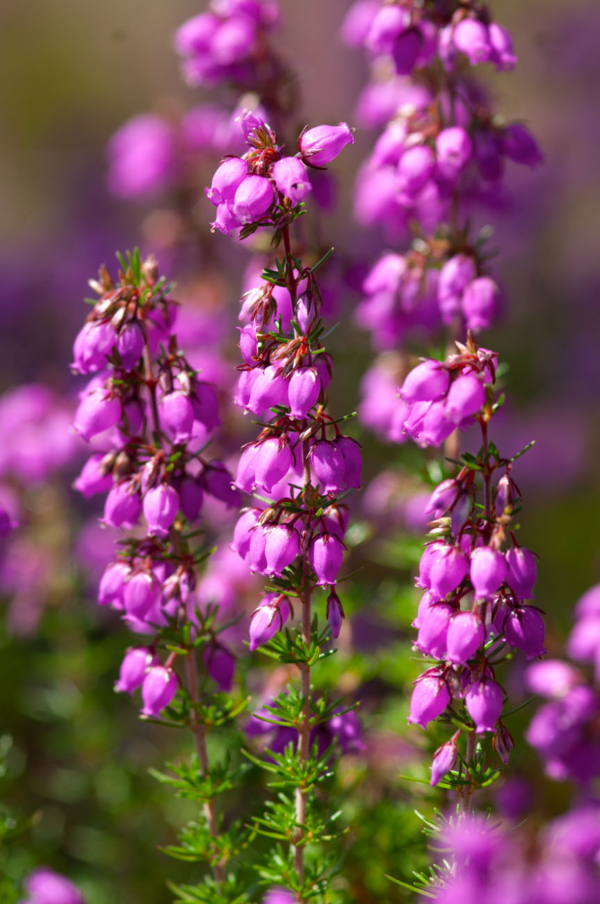 Erica cinerea