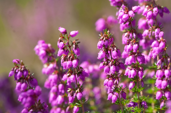 Erica cinerea – Image 2