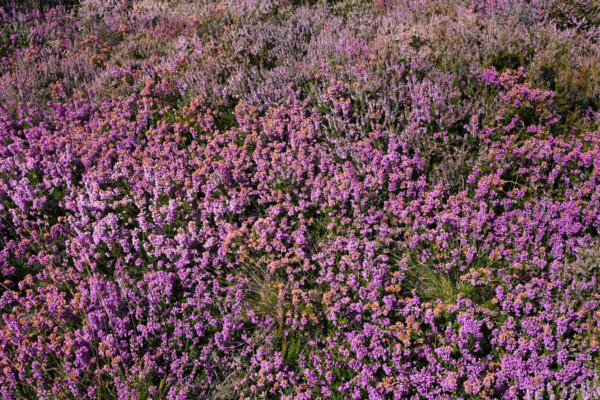 Erica cinerea – Image 4