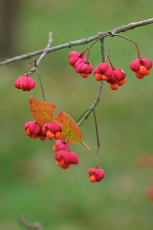 Euonymus europaeus – Image 5