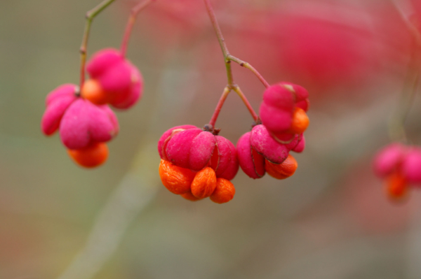 Euonymus europaeus – Image 6