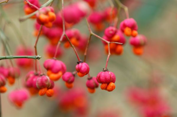 Euonymus europaeus