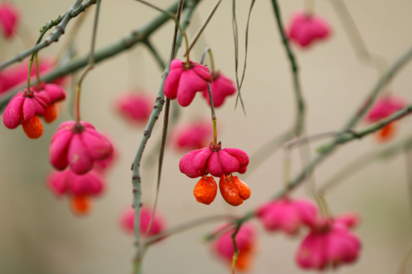 Euonymus europaeus – Image 4