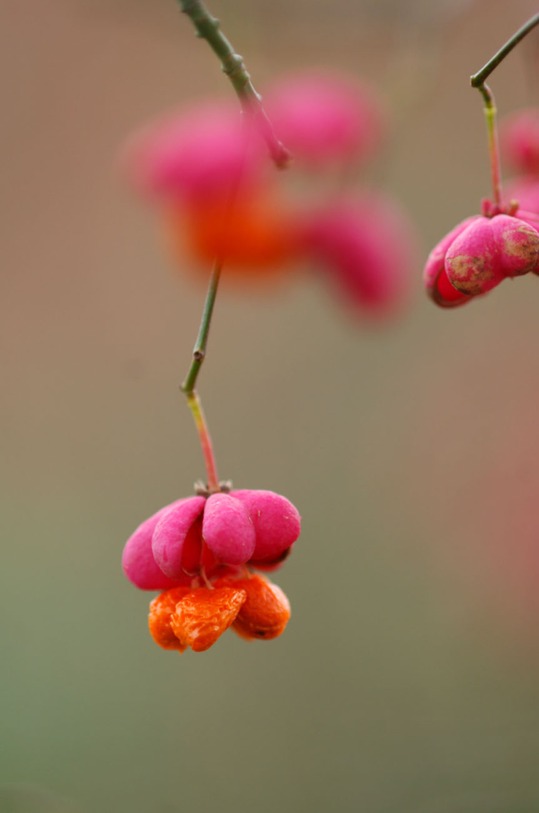 Euonymus europaeus – Image 8