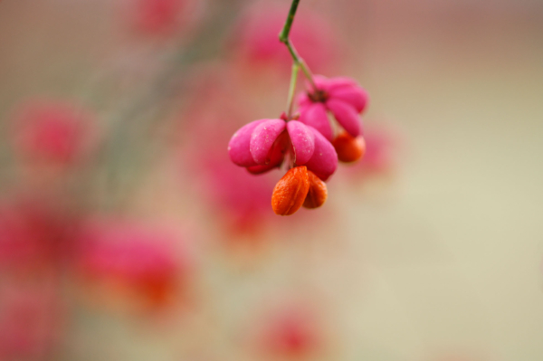 Euonymus europaeus – Image 7