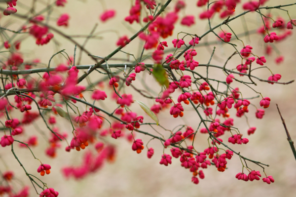 Euonymus europaeus – Image 3