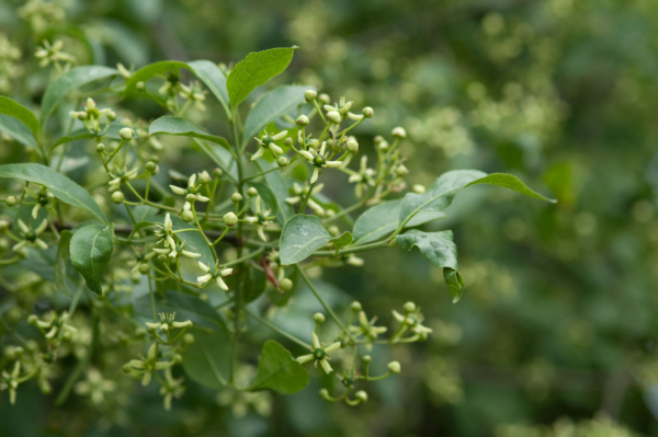 Euonymus europaeus – Image 2