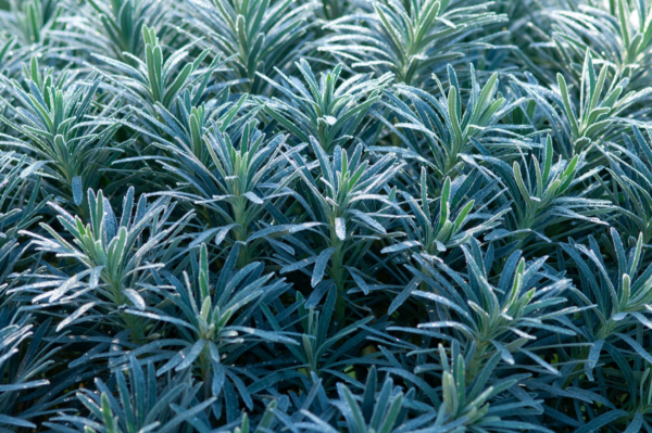 Euphorbia characias – Image 7