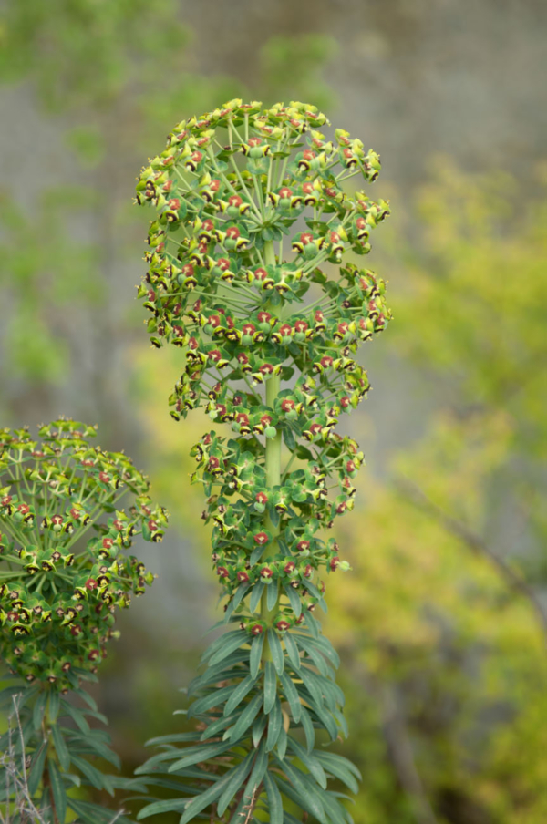 Euphorbia characias – Image 3