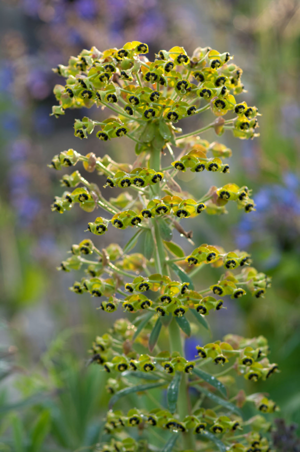 Euphorbia characias – Image 4