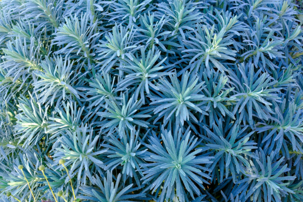 Euphorbia characias – Image 6