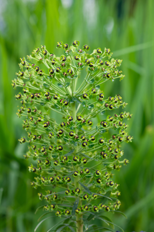 Euphorbia characias