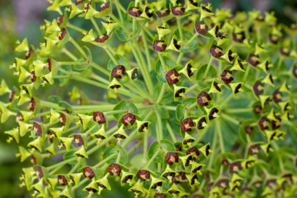 Euphorbia characias – Image 5