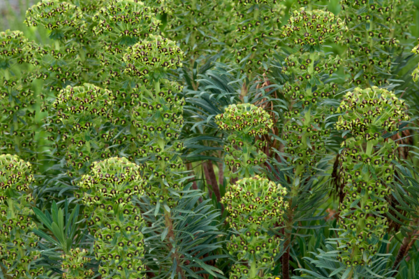 Euphorbia characias – Image 2