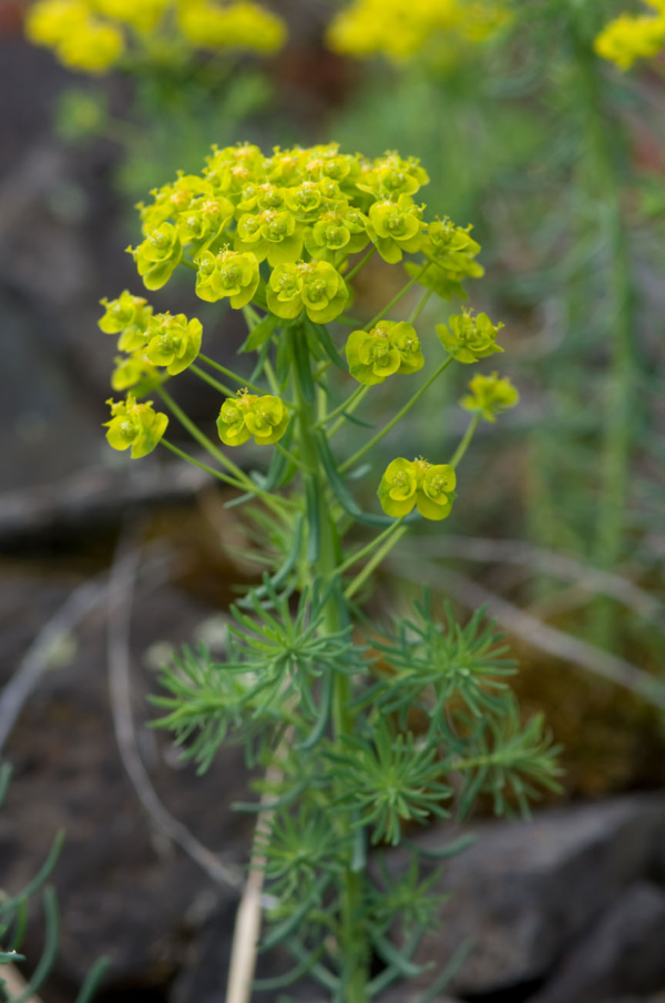 Euphorbia cyparissias – Image 5