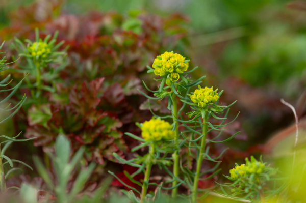 Euphorbia cyparissias – Image 4