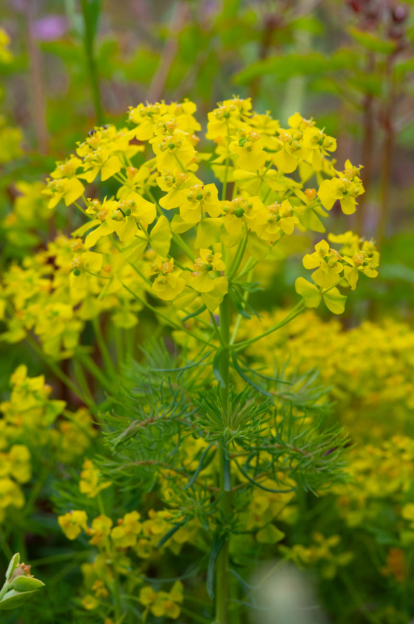 Euphorbia cyparissias