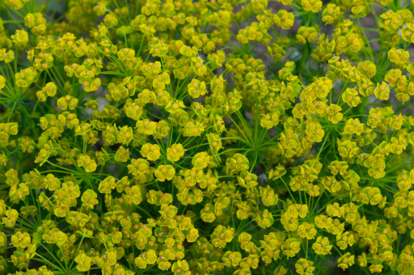 Euphorbia cyparissias – Image 3